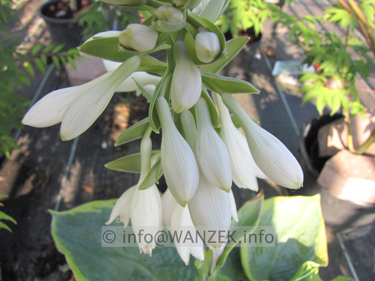 Hosta Hybride Samurai Bluete 1.JPG